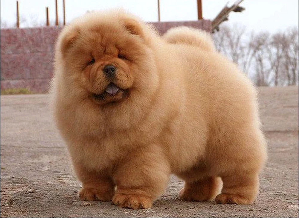 Cow-Hunderasse Chow Chow