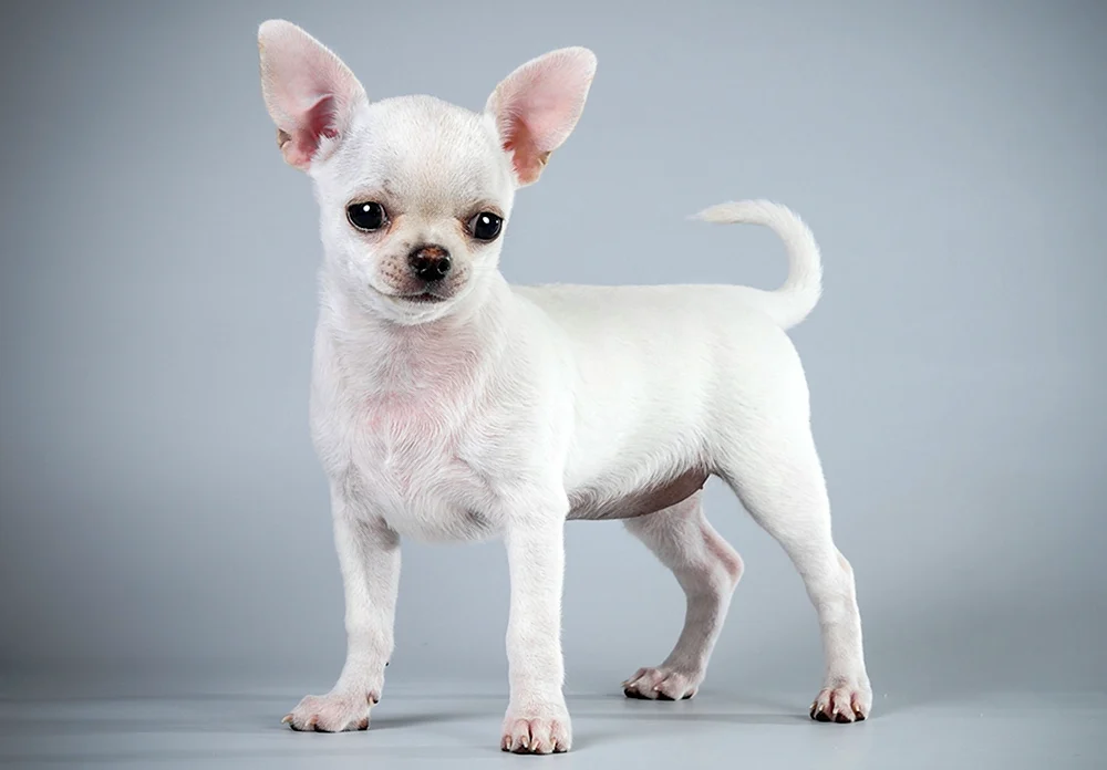 Chihuahua kurzhaarig