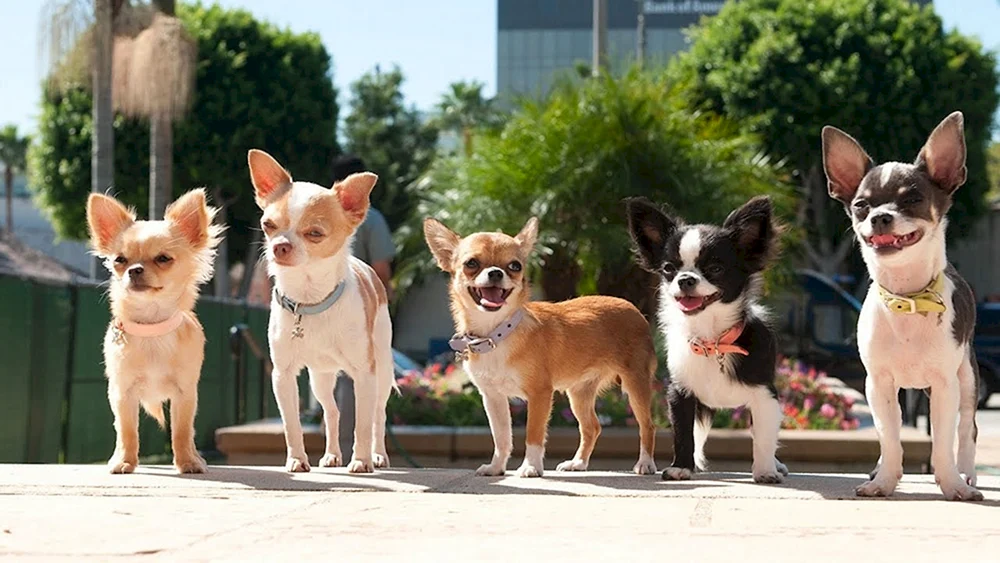 Chihuahua Cobbies langhaarig