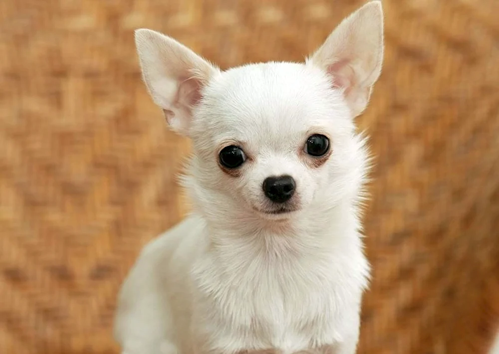 Chihuahua Hund