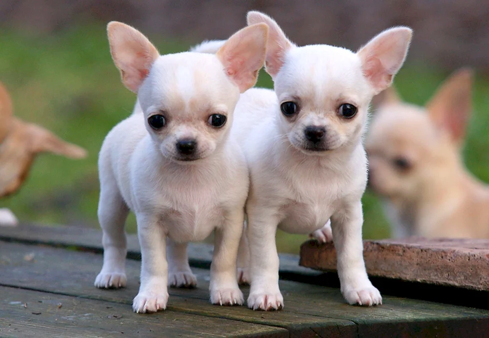 Chihuahua Hunderasse