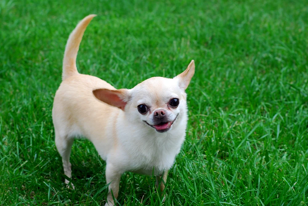 Chihuahua weiß langhaarig