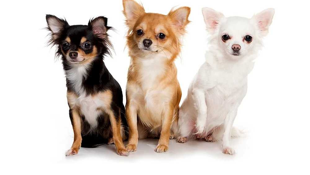 Chihuahua Hunderasse