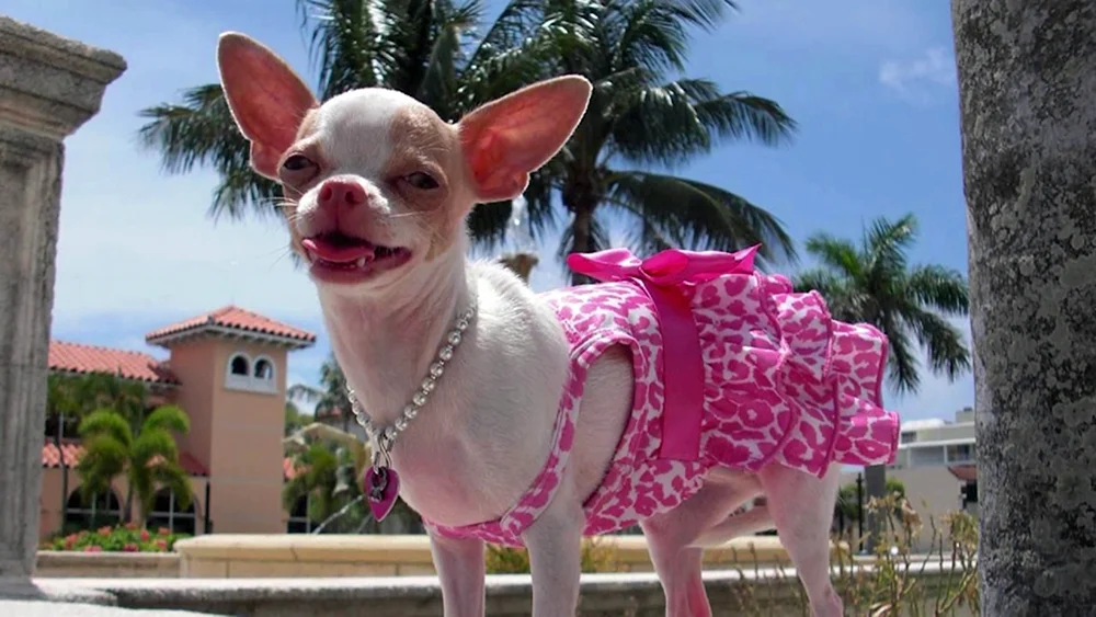 Chihuahua