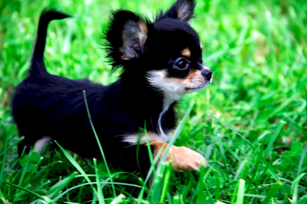 Mini Chihuahua