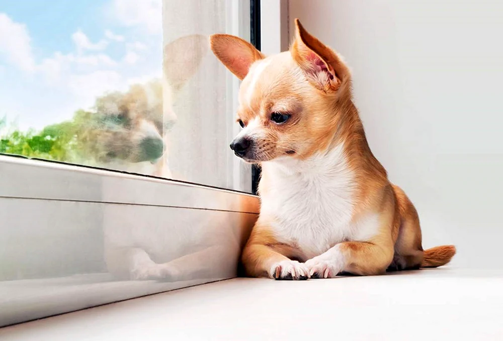 Beagle Hunderasse. Chihuahua