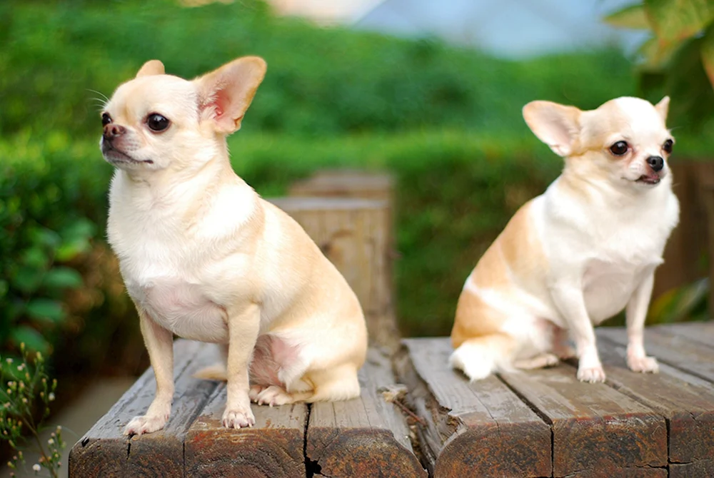 Chihuahua Kurzhaar