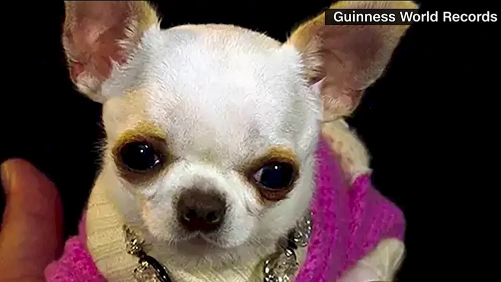 Chihuahua