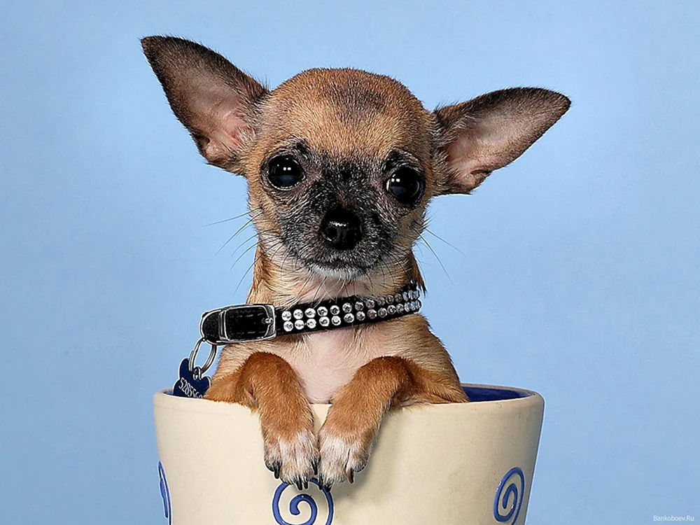 Chihuahua Millie