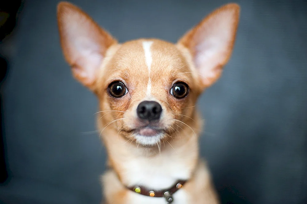Chihuahua Hunderasse