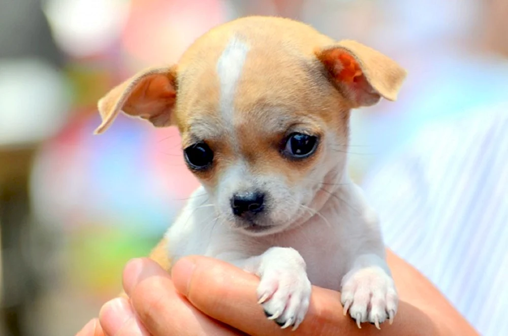 Toy Terrier