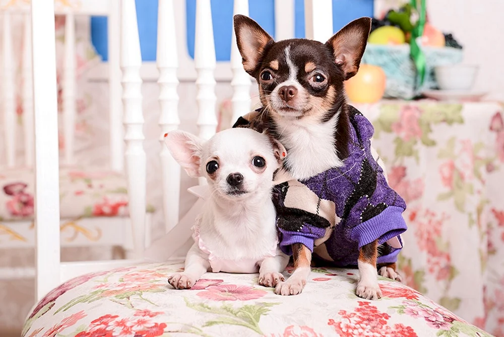 Pop Dog Rassen Chihuahua
