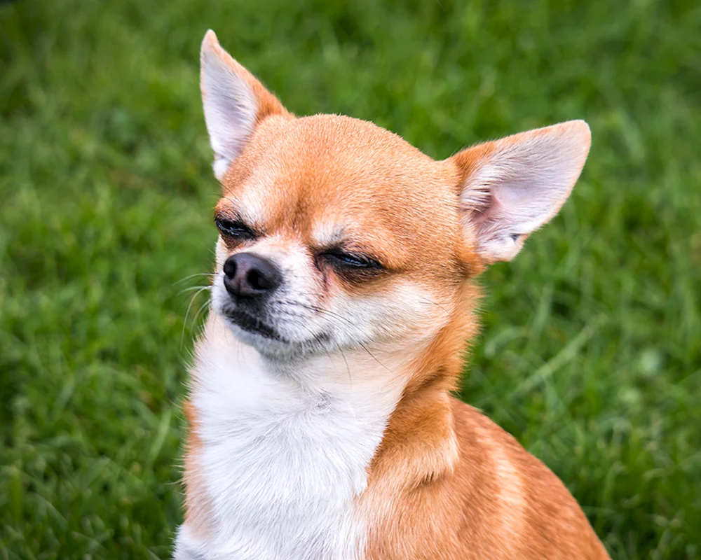 Chihuahua hua hua Hund
