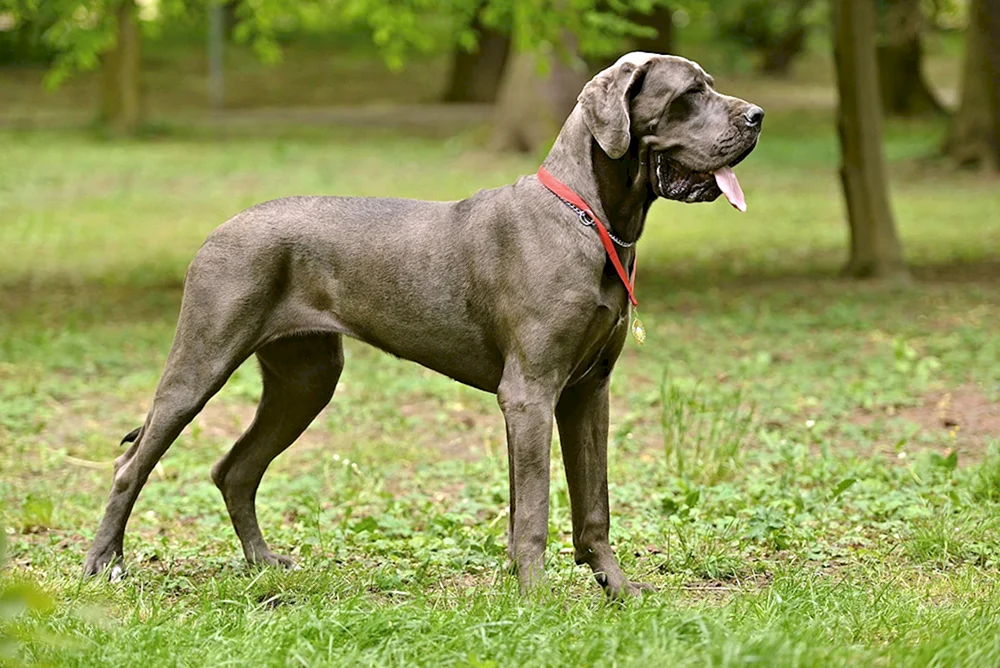 Holländischer Brochodhound