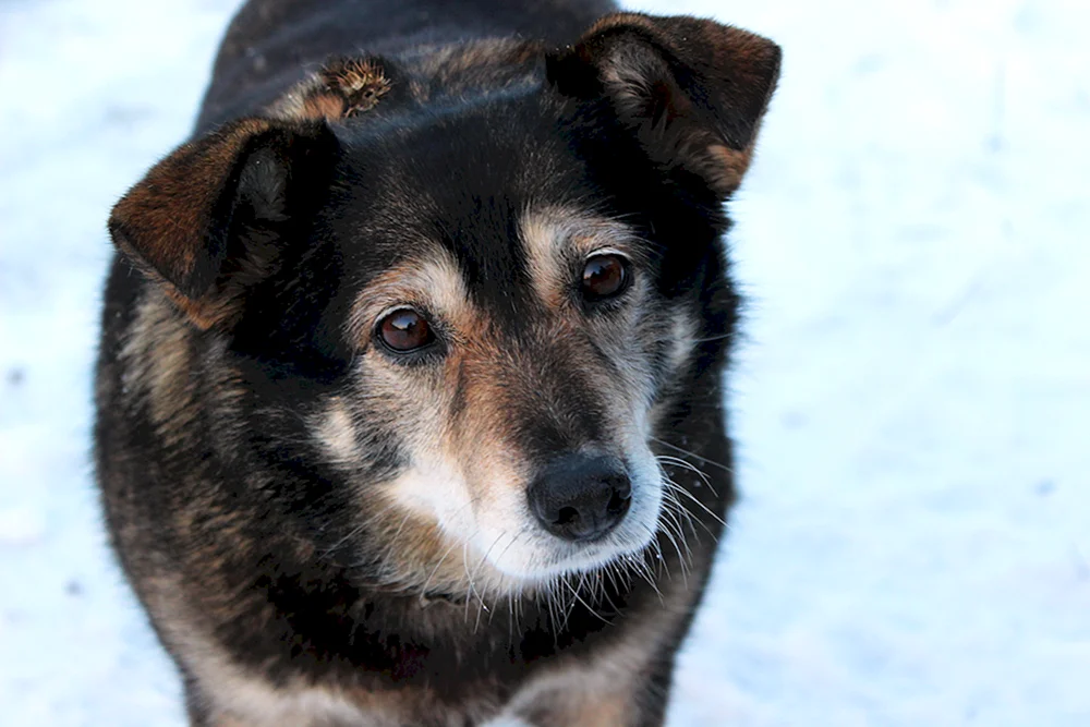 Rasse des Dabbler-Hundes