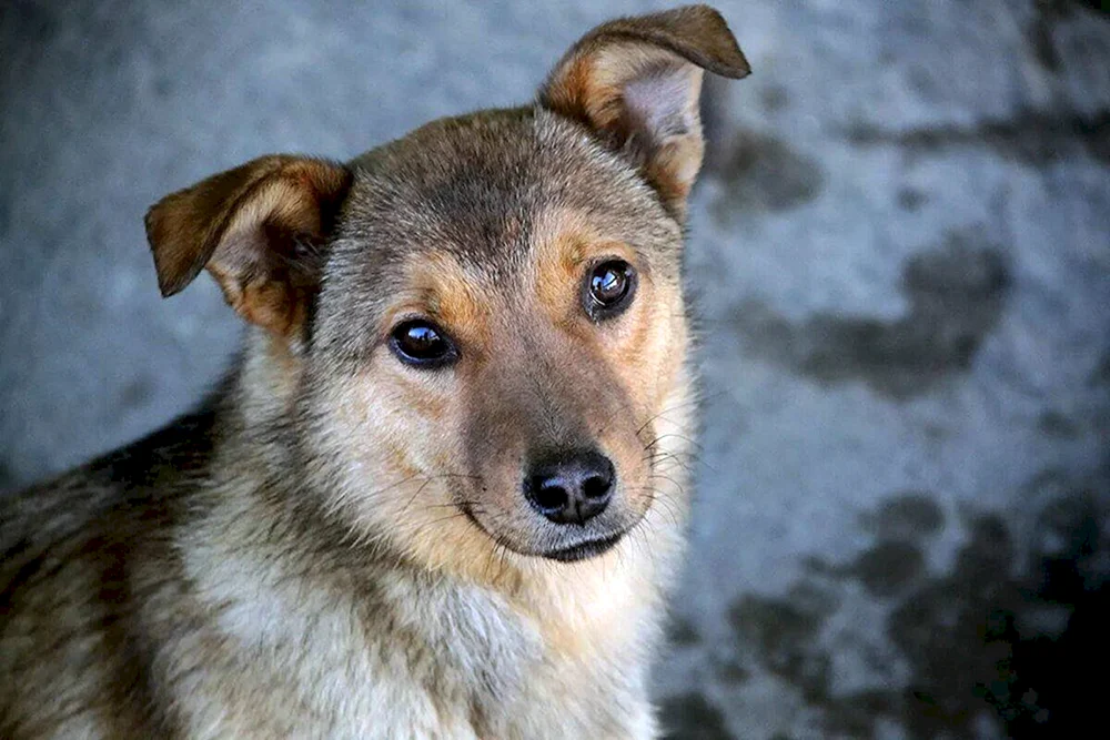 Rasse des Dabbler-Hundes