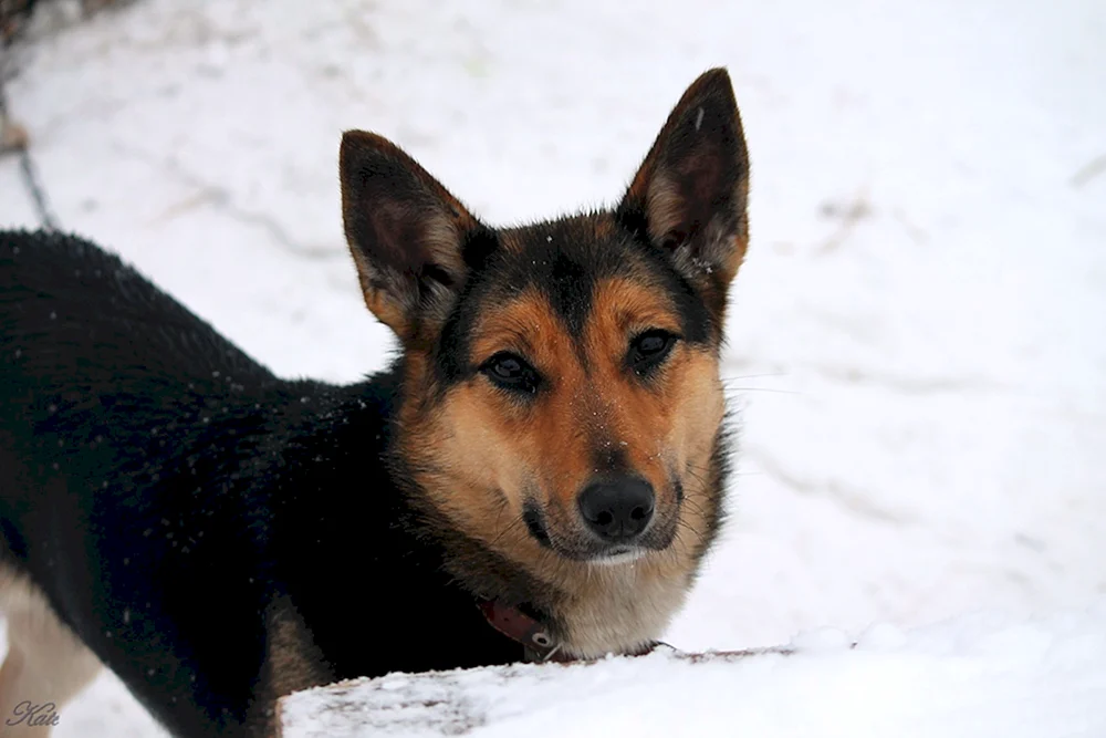 Rasse des Dabbler-Hundes. Mischlingshund
