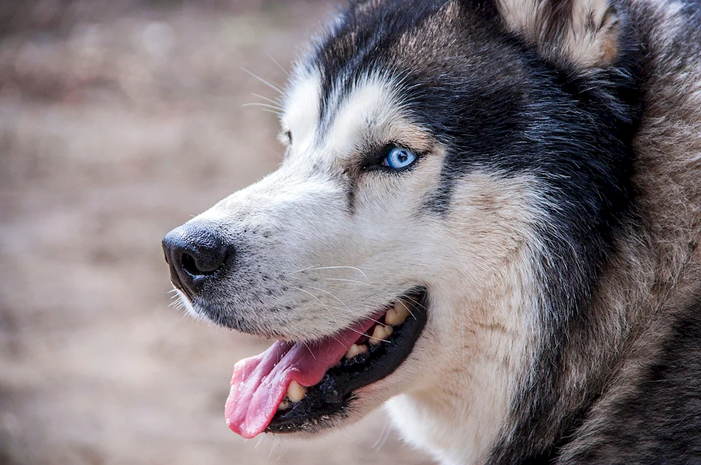 Aussie Australian Shepherd Hund