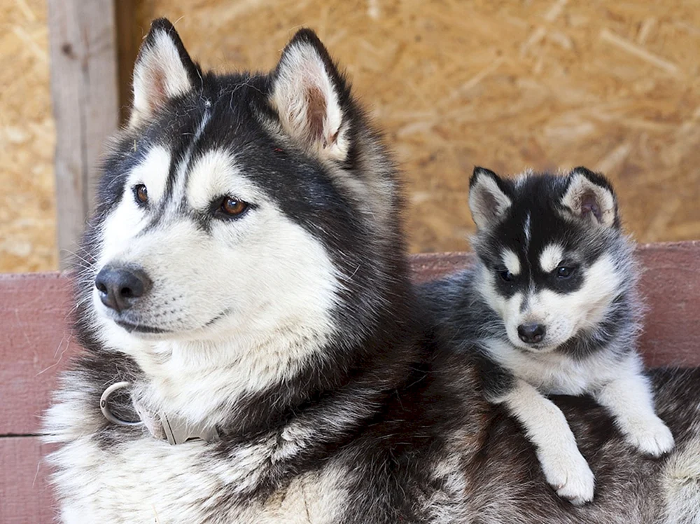 Katze Husky Katze