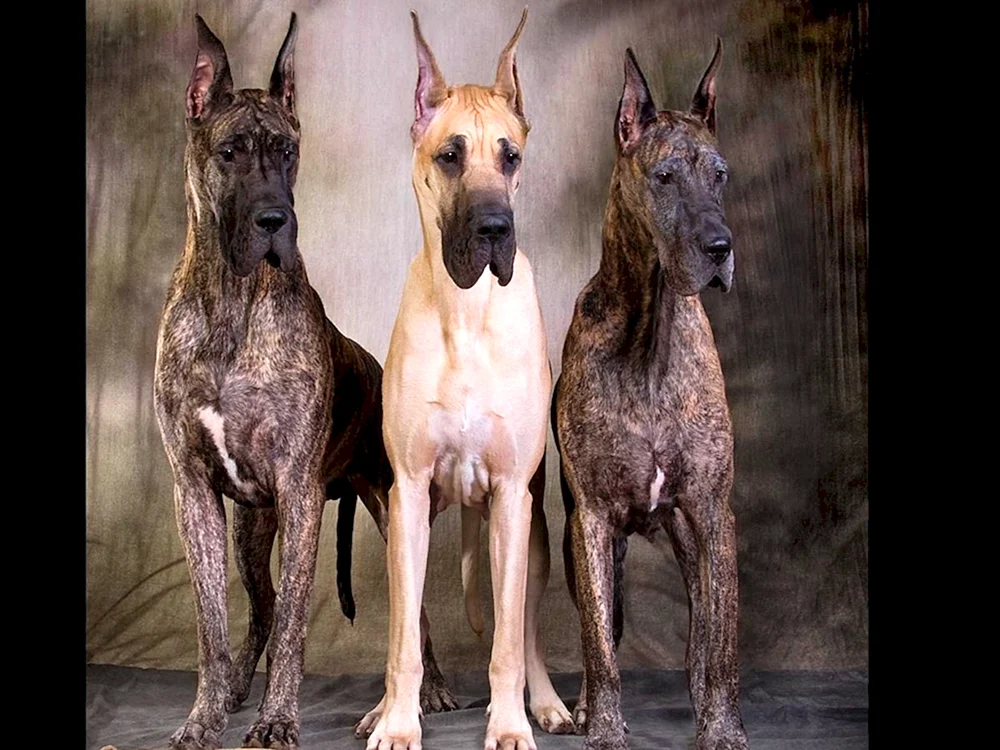 Rasse des Hundes Royal Dane