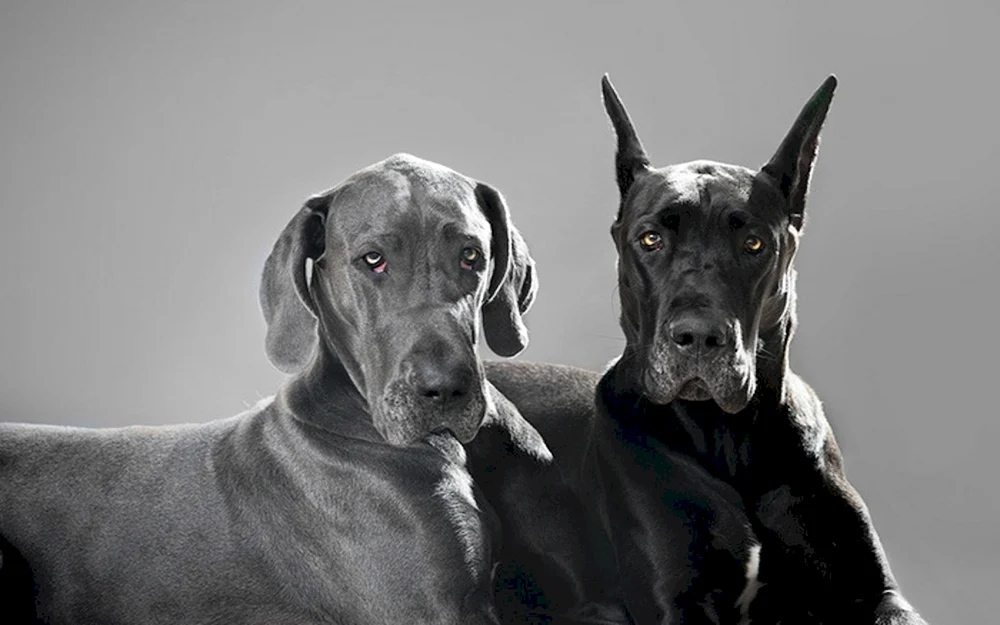 Rasse des Hundes Royal Dane