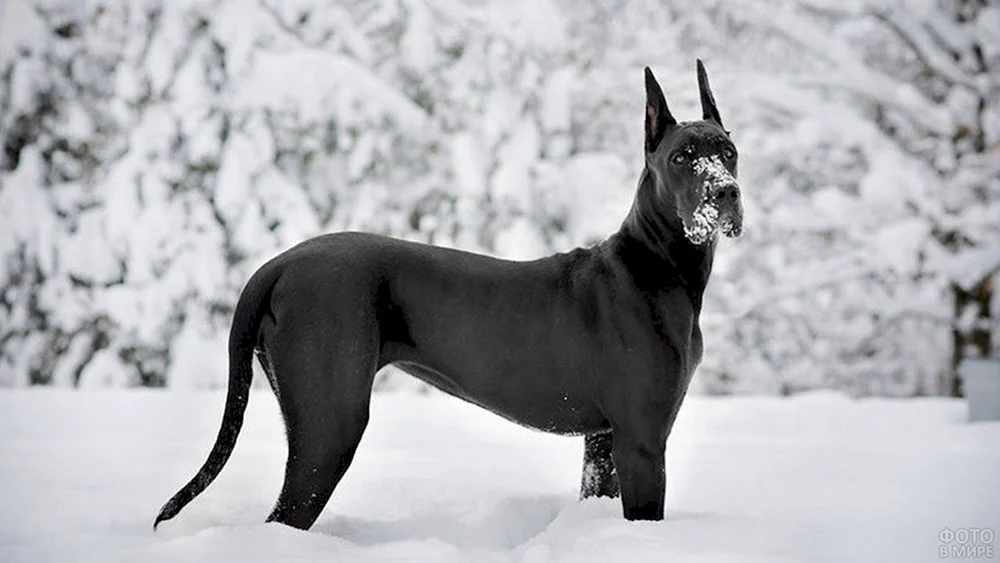 Deutscher Hund Hunderassen Deutschland