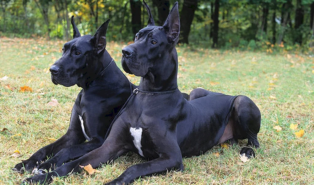 Hunde Deutscher Hund