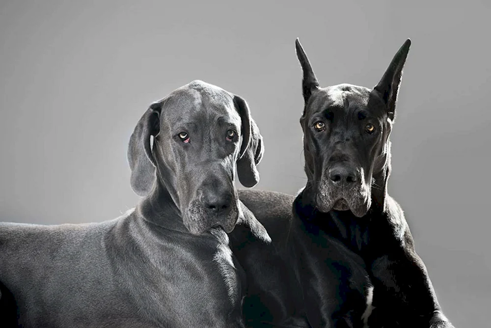 Great Dane Hunderasse