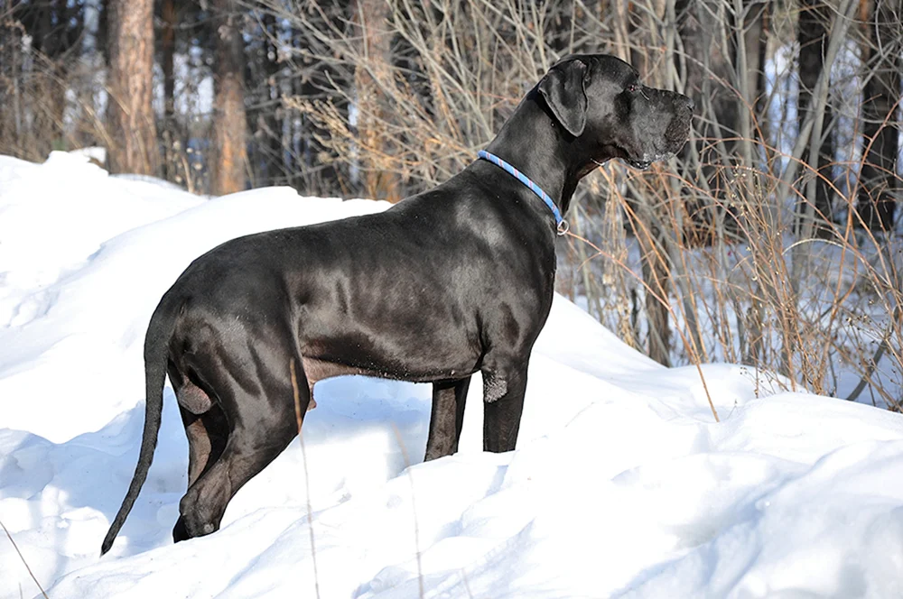 Dänische Hunderasse Hund Zeus