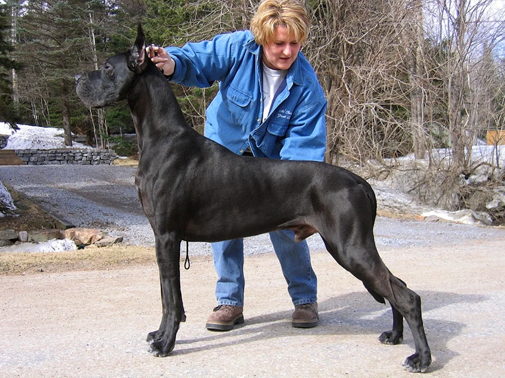 Englischer Royal Dog