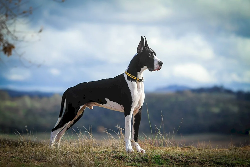 Dänischer Hund Gibson