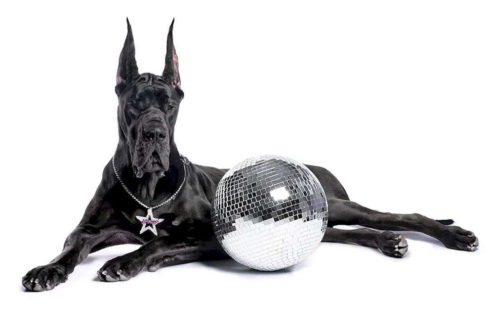 Hund Royal Dog