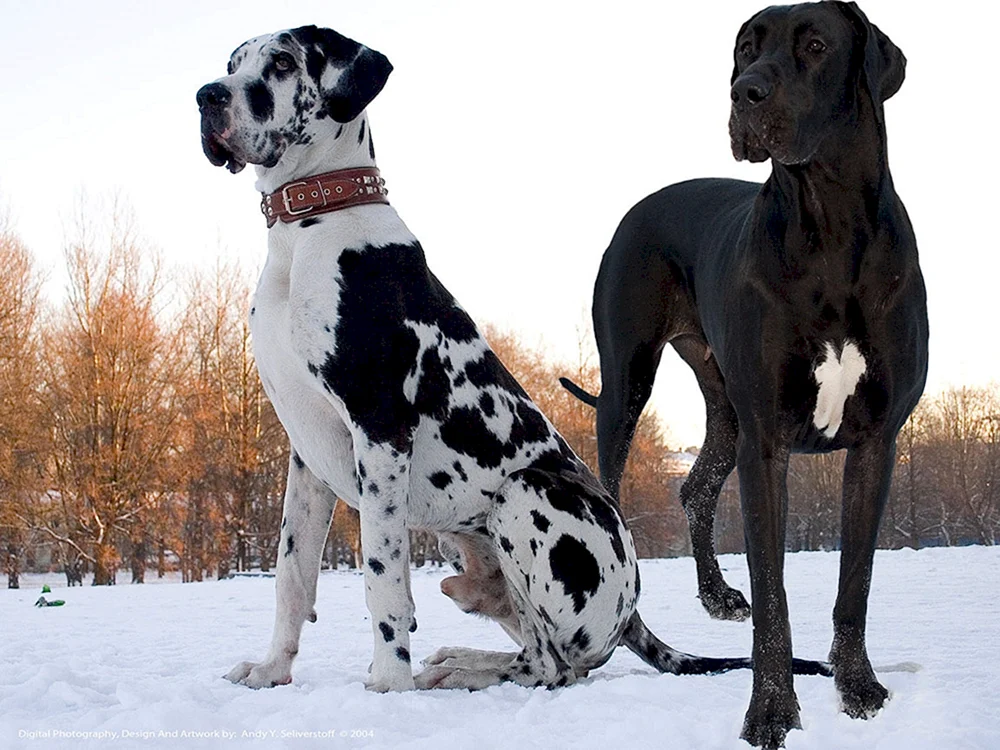 Marble Harlequin Black Royal Dog