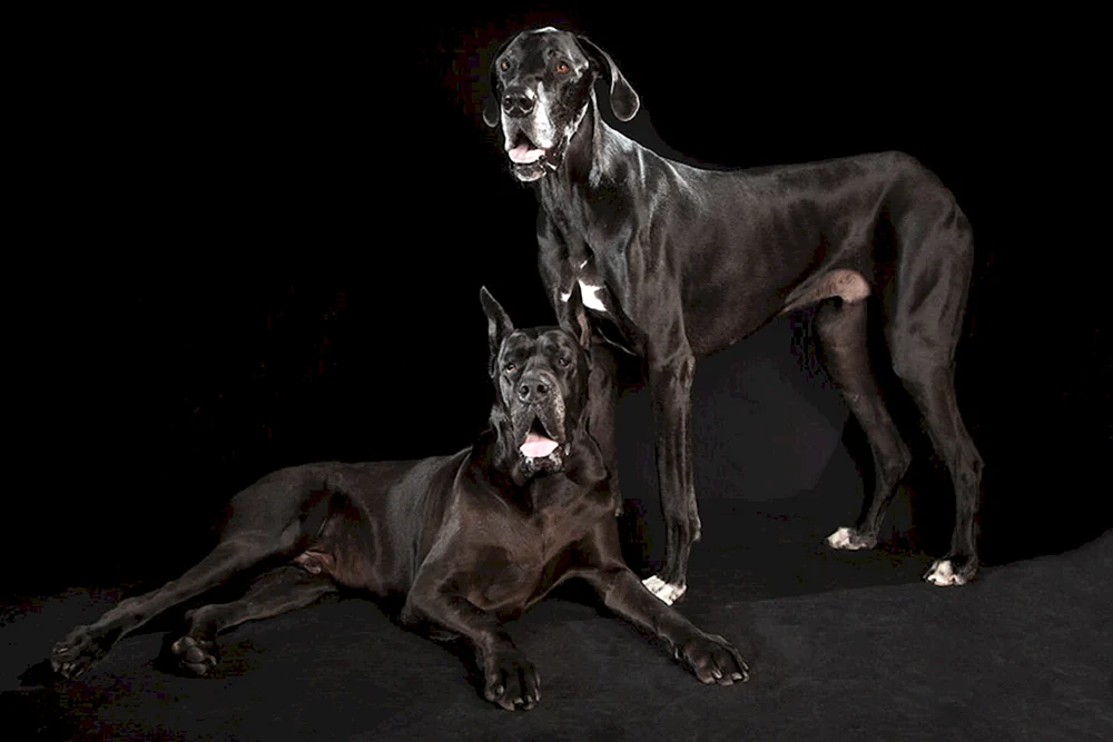 Blaue Dogge Rasse