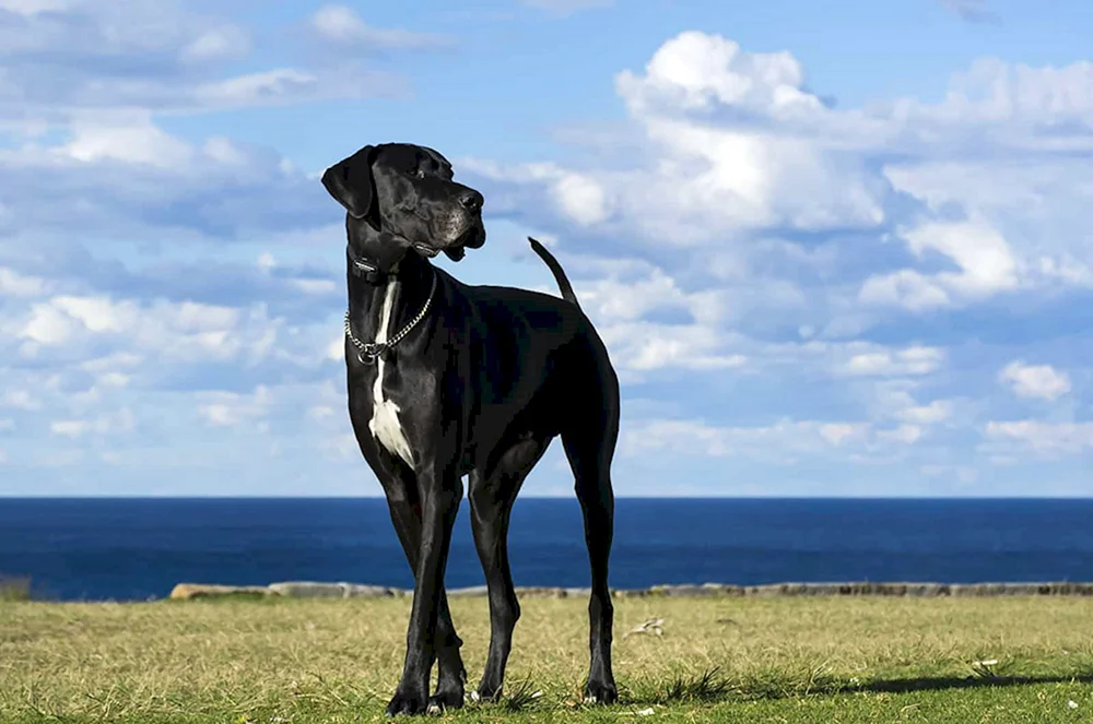 Neapolitan. Mastiff Hercules