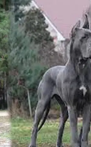 Hunderasse Royal Dane