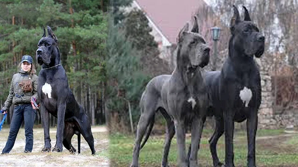 Hunderasse Royal Dane