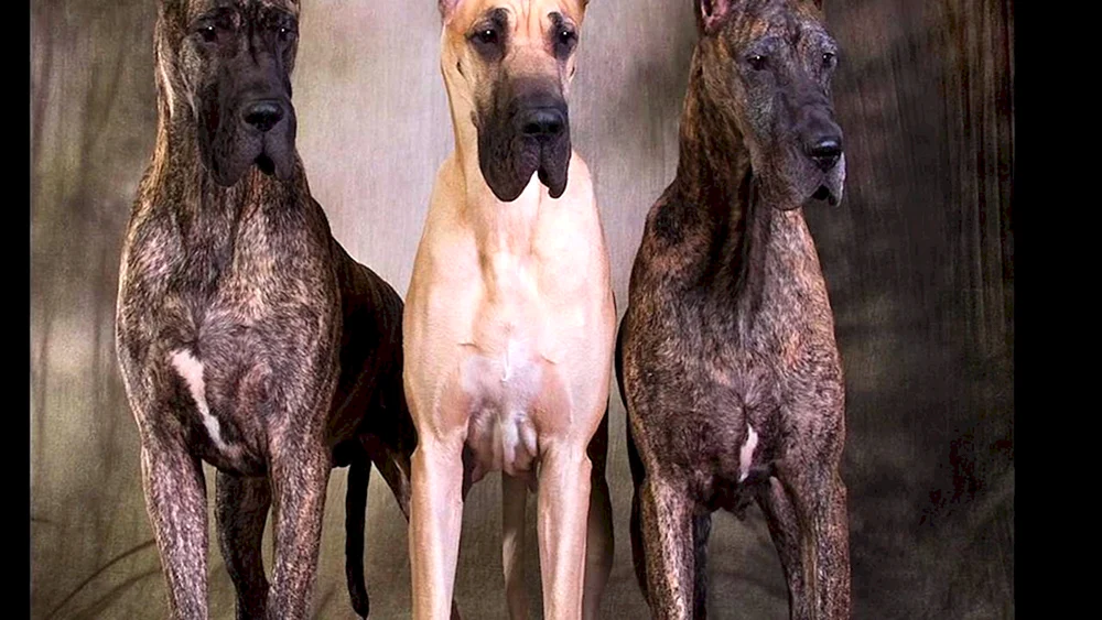 Dänischer Hund Zeus