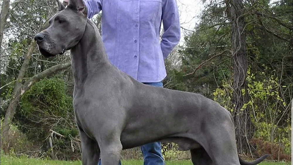 Dänische Dogge Gibson