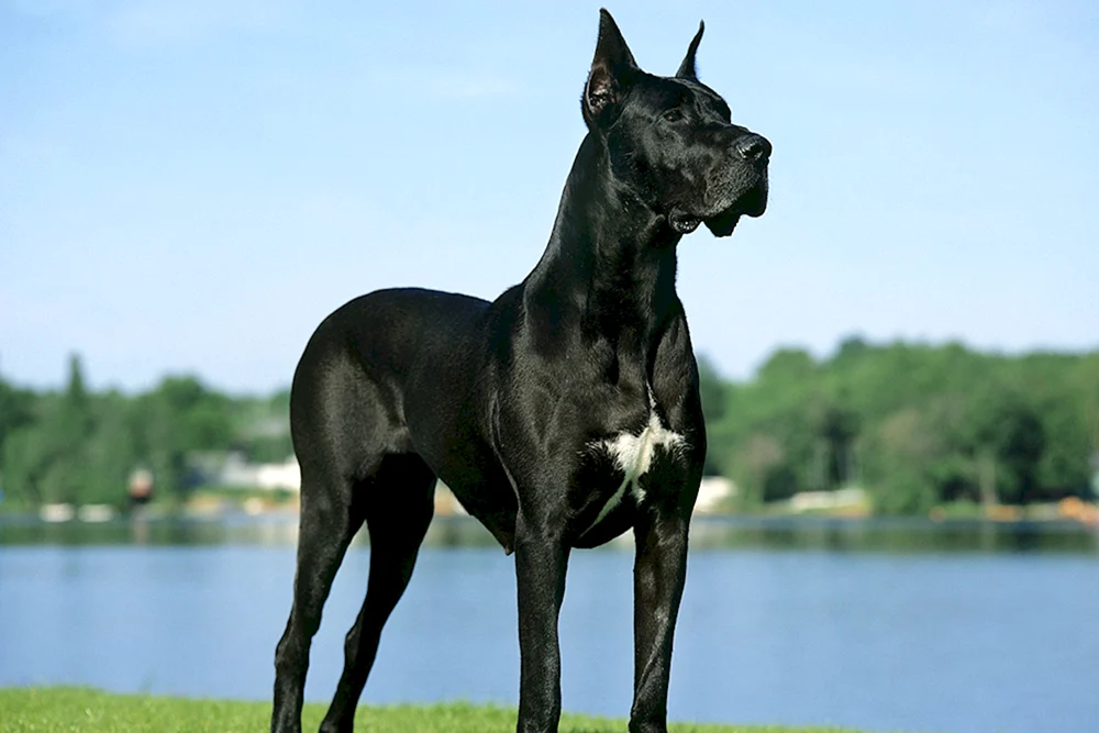 Hund Royal Dane