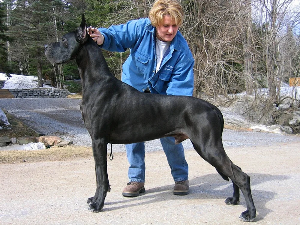 Rasse des Hundes Royal Dane