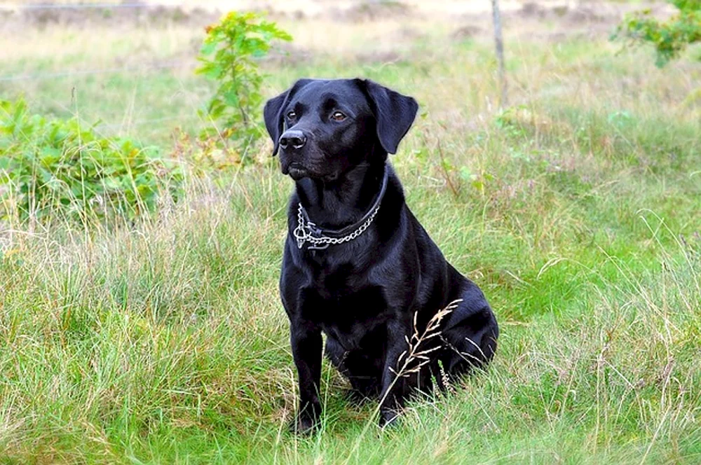 Labrador Retriever glatthaarig