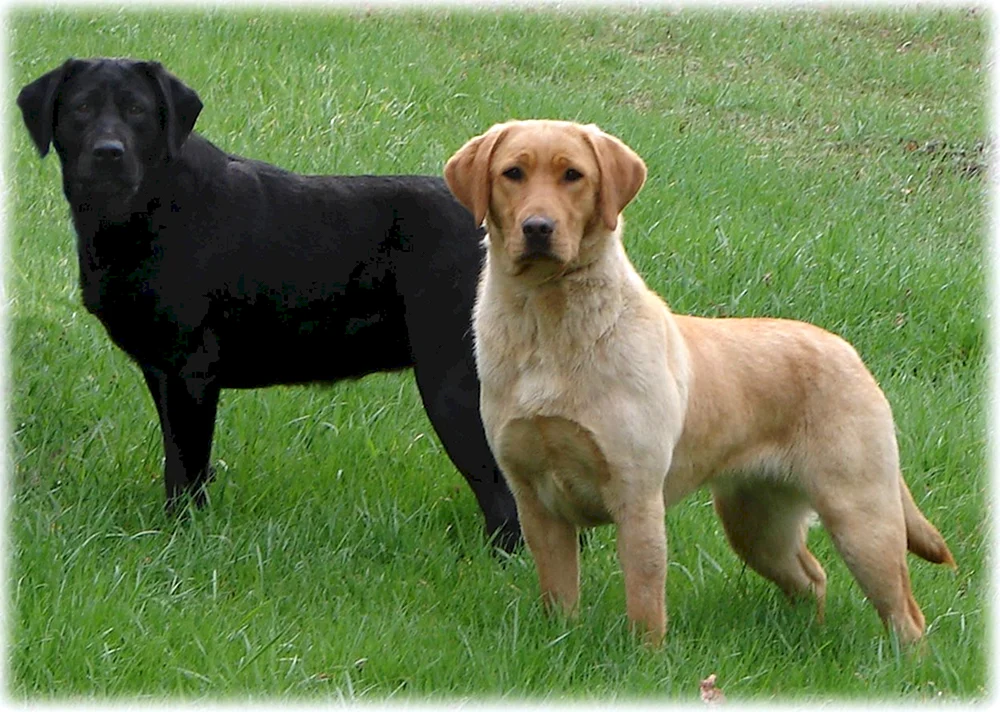 Labrador schwarz
