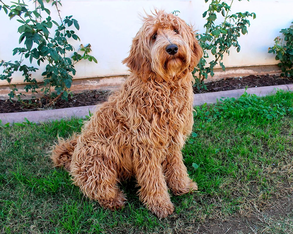 Labradoodle Hunderasse