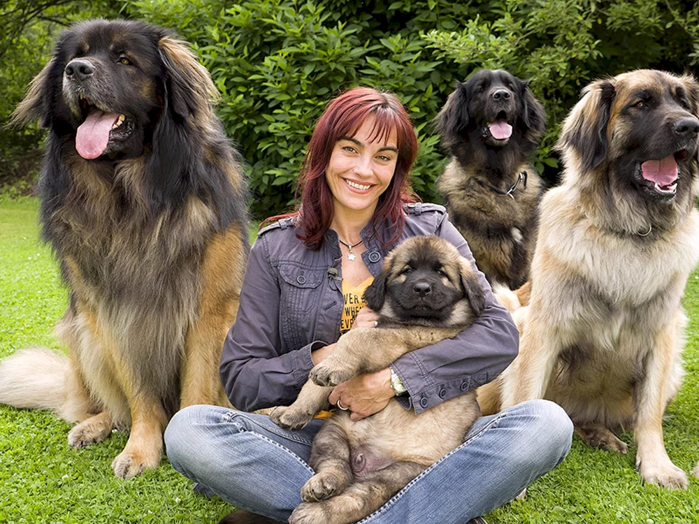 Leonberger Hunderasse. Leonberger