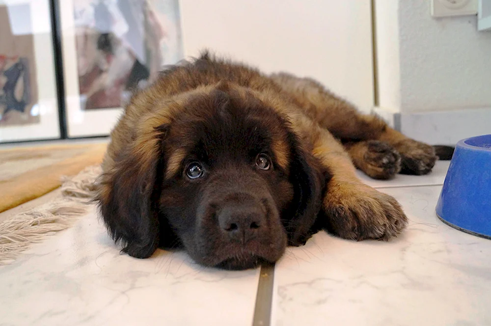 Berner Zennenhund