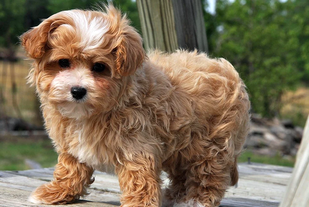 Maltipoo Hund