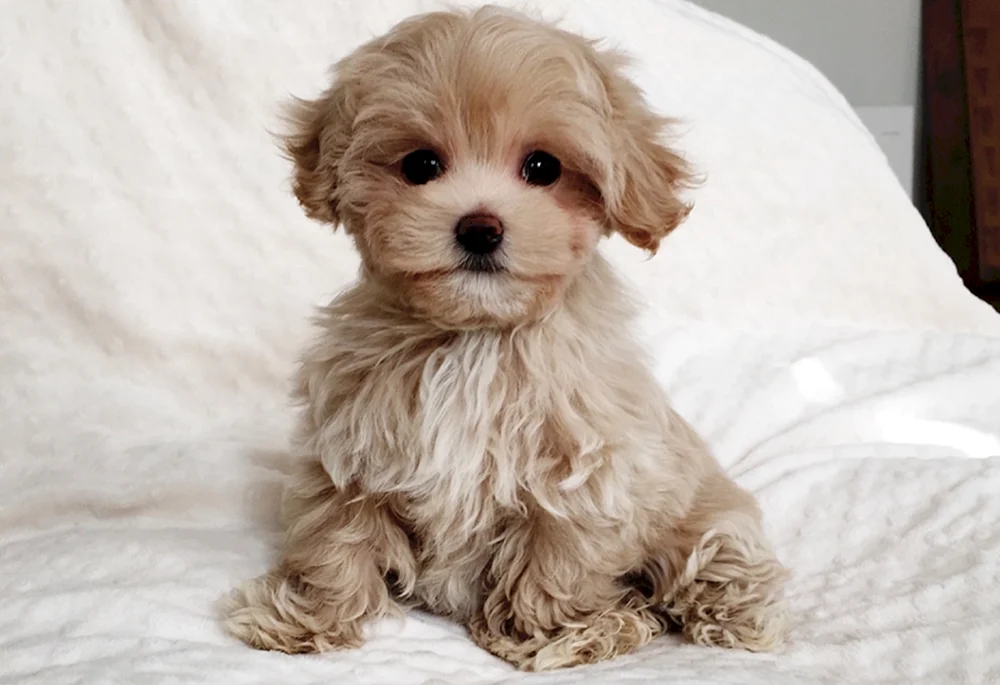 Maltipoo Hund