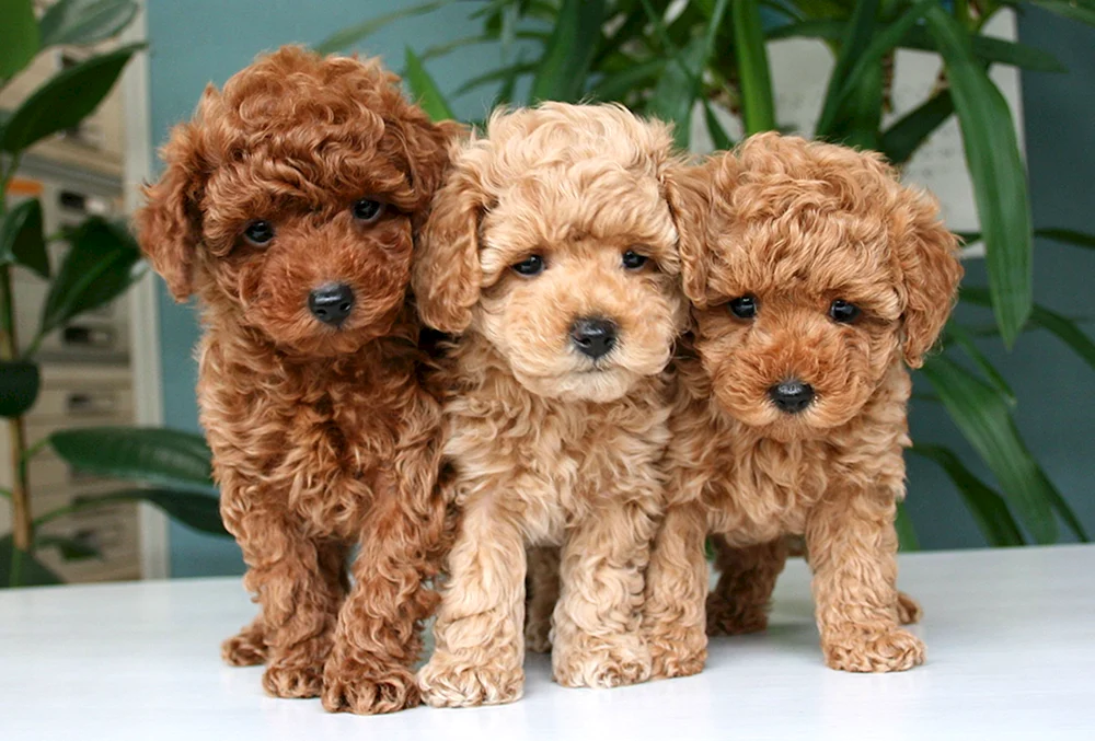 Maltipoo Hund