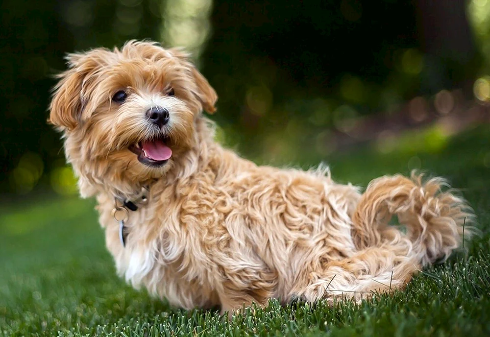 Maltipoo Hunderasse